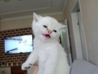 British shorthair uygun