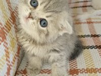 Rezerve Açık Scottish Fold