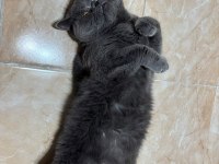 Scottish fold kısırlaştırmış erkek kedimiz yuva arıyor