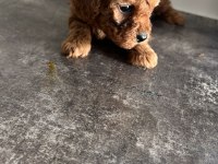 Toy poodle yavrular