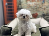 Kore kan teacup erkek maltese terrier yavrumuz