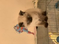 British shorthair yavrumuza yuva arıyoruz