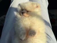 Pomeranian 3,5 aylık yavru köpeğimiz