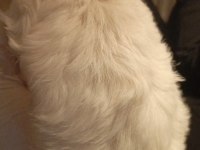 Yeni Golden Retriever Yavruları