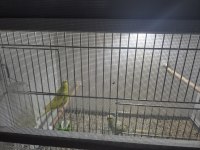Çift yavru muhabbet kuşu ne ararsan var
