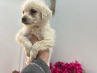 Maltipoo yavrum 55 günlük