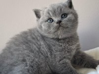 Topaç Kafa Gri British Shorthair