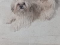 Ücretsiz şitsu köpeğimiz