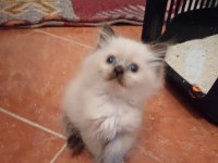 British shorthair bebekler