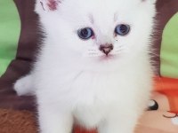 Scottish straight beyaz longhair ve shorthair fold