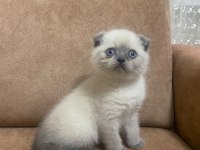Blue point scottish fold bebekler