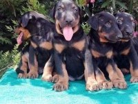 Irk ve Sağlık Garantili Doberman Yavrular