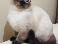 Safkan scottish fold anne ve british shorthair babadan yavru