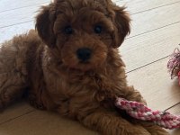 Yavru poodle
