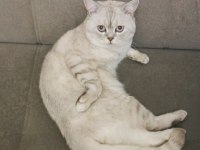 Lynx point british shorthair ücretli sahiplendirilecek