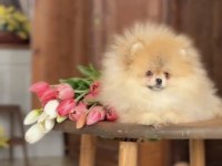 Muhteşem kalite pomeranian dişimiz