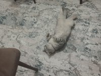 Çok uysal kedimiz askere gideceğim den sahiplendireceğim