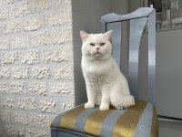 SCOTTİSH STRAİGHT KEDİME EŞ ARIYORUM