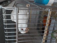 Albino ve yeşil monk 5 aylık