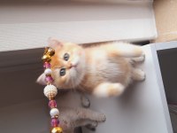 British shorthair kaliteli yavrular