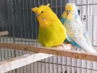 Rengarenk muhabbet kuşu türleri