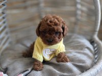 Mükemmel Kalitedeki Toy Poodle Yavrularımız