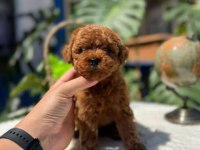 Kıvır kıvır poodle yavruları kaçmaz kalite