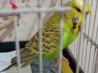 Jumbo muhabbet kuşu takım