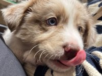 Çok iyi border collie yavruları İstanbul