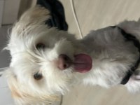 7 aylık maltipoo terrier