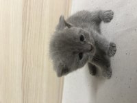 Yavru Kediler Yuvalarını Bekliyor