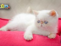 SAĞLIK GARANTİLİ EXOTİC SHORTHAİR