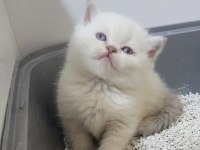British shorthair ve scottish fold bebişler