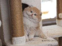 Mükemmel kalite bebek yüzlü ayıcık british longhair