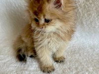 British Longhair Golden