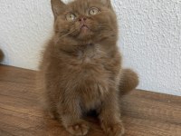 British Shorthair Cinnamon