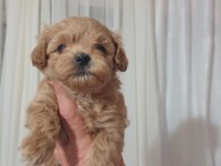 Show kalite kore kan maltipoo bebekler