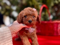 Safkan Toy Poodle Bebekler