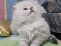 British longhair 55 günlük prenses ve prensler