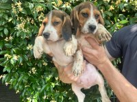 Aktif Aileler İçin Oyuncu ve Sosyal Beagle