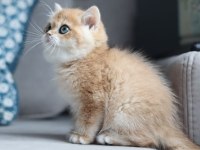 Bal Rengi Golden British Shorthair 