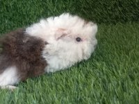 Guinea pig Yavrular Aynı Gün Set Halinde Teslim Edilir