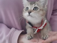 Black golden british shorthair yavrumuz