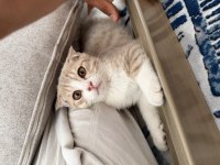 Tatlı Scottish Fold Yuvasını Arıyor