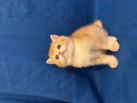 British shorthair golden bebek