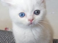 Dişi British Shorthair