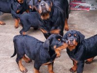 Orjinal garantili dev koca kafa Macar rottweiler