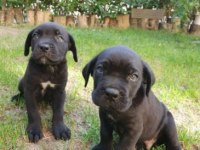 Irk ve Sağlık Garantili Cane Corso Yavrular