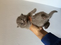 British shorthair bebeklerim