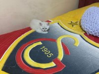 60 günlük british shorthair bayram şekerleri sizi bekliyor